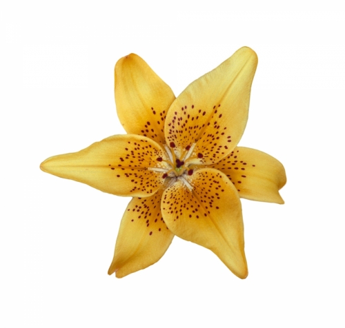 Yellow lilly flower isolated on white